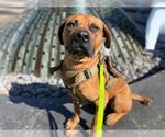 Small #1 Mastiff Mix