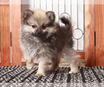 Small #2 Pomeranian