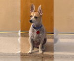 Small #5 Jack Russell Terrier