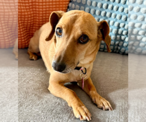 Chiweenie Dogs for adoption in Bellevue, WA, USA