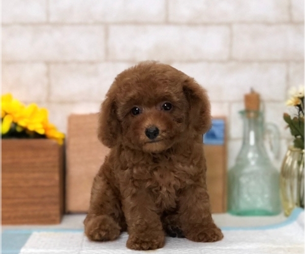Medium Photo #8 Poodle (Toy) Puppy For Sale in SAN FRANCISCO, CA, USA
