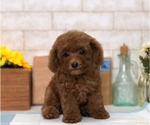 Small Photo #8 Poodle (Toy) Puppy For Sale in SAN FRANCISCO, CA, USA