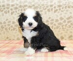 Small #3 Miniature Bernedoodle