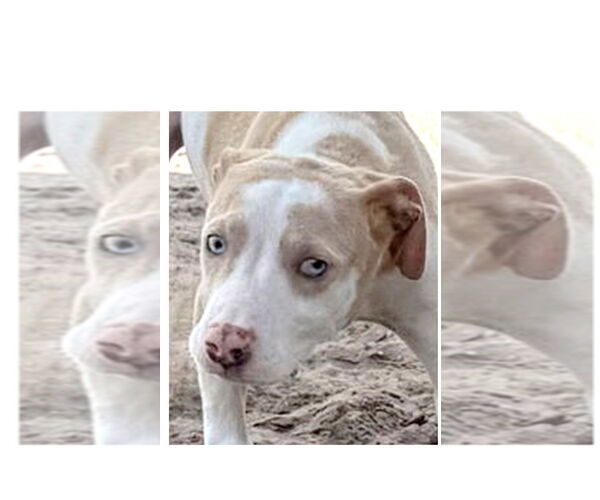 Medium Photo #2 Catahoula Leopard Dog-Unknown Mix Puppy For Sale in Sanford, FL, USA