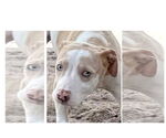 Small #1 Catahoula Leopard Dog Mix