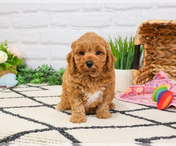 Medium Photo #1 Cavapoo (Miniature) Puppy For Sale in SYRACUSE, IN, USA