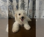 Small #41 Cavapoo-Poodle (Miniature) Mix