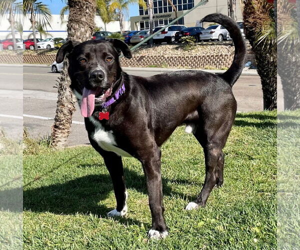 Medium Photo #2 Labrador Retriever-Unknown Mix Puppy For Sale in Oceanside, CA, USA