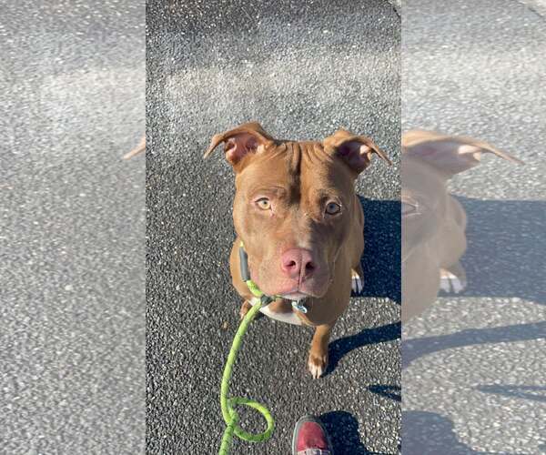 Medium Photo #11 American Pit Bull Terrier Puppy For Sale in Rockville, MD, USA