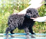 Small #33 Poodle (Toy)