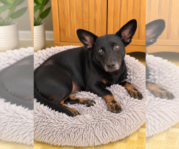 Medium Photo #1 German Shepherd Dog-Welsh Corgi Mix Puppy For Sale in Mooresville, NC, USA