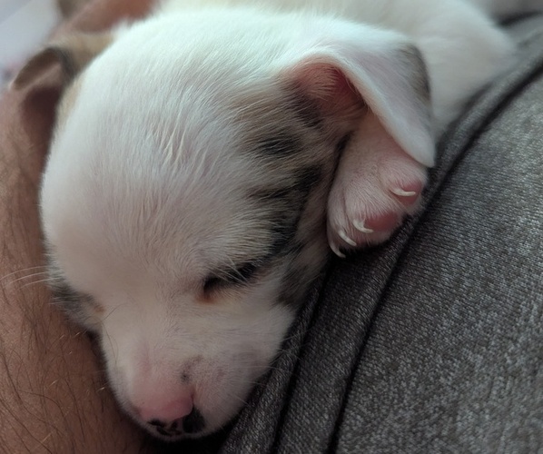 Medium Photo #8 Chihuahua Puppy For Sale in WILDWOOD, NJ, USA