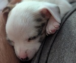 Small #1 Chihuahua