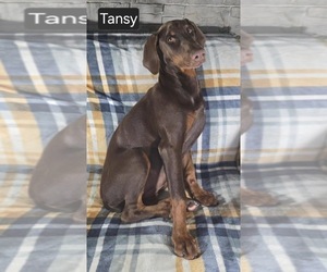 Doberman Pinscher Puppy for sale in POMEROY, OH, USA