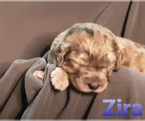 Catahoula Leopard Dog-Poodle (Standard) Mix Puppy for sale in JACKSONVILLE, NC, USA