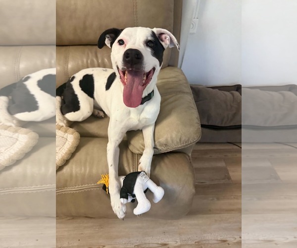 Medium Photo #2 Boxerhoula Puppy For Sale in Sandy, UT, USA