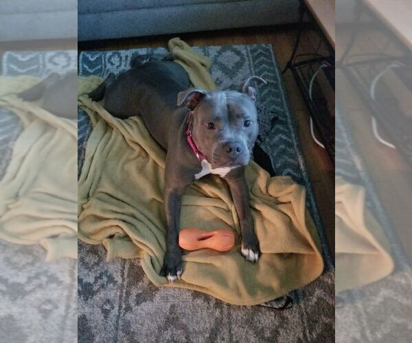 Medium Photo #14 American Pit Bull Terrier Puppy For Sale in Caldwell, NJ, USA