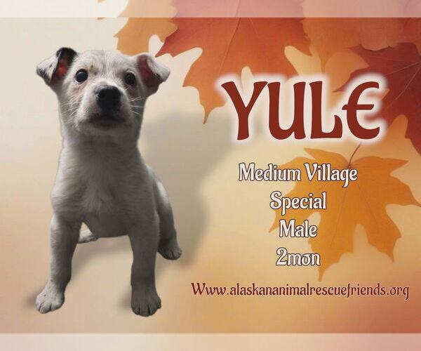 Medium Photo #1 Labrador Retriever-Unknown Mix Puppy For Sale in Anchorage, AK, USA