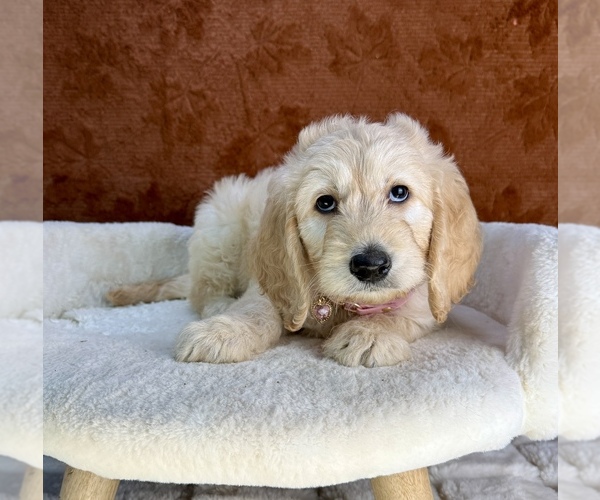 Medium Photo #2 Goldendoodle Puppy For Sale in OCALA, FL, USA