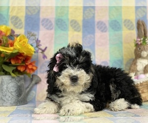 Miniature Bernedoodle Puppy for sale in LANCASTER, PA, USA