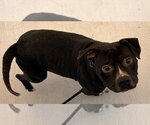 Small Photo #6 Mutt Puppy For Sale in Tarboro, NC, USA