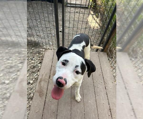 Medium Photo #1 American Pit Bull Terrier Puppy For Sale in Frisco, CO, USA