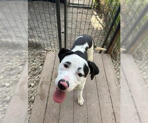 American Pit Bull Terrier Dogs for adoption in Frisco, CO, USA