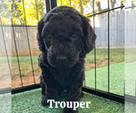 Puppy Trouper Goldendoodle (Miniature)