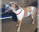 Small Photo #2 Great Dane Puppy For Sale in Palm Beach, FL, USA