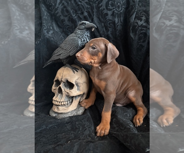 Medium Photo #39 Doberman Pinscher Puppy For Sale in YUCCA VALLEY, CA, USA