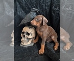 Small Photo #39 Doberman Pinscher Puppy For Sale in YUCCA VALLEY, CA, USA