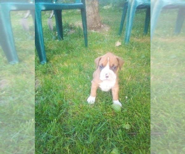 Medium Photo #4 Boxer Puppy For Sale in DRYDEN, NY, USA