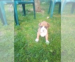 Small Photo #4 Boxer Puppy For Sale in DRYDEN, NY, USA