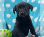 Small #1 Labrador Retriever Mix