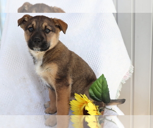 Boxer-Norwegian Elkhound Mix Puppy for sale in SHILOH, OH, USA