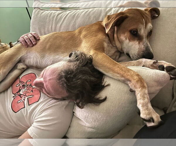 Medium Photo #12 Mutt Puppy For Sale in Chester, VA, USA