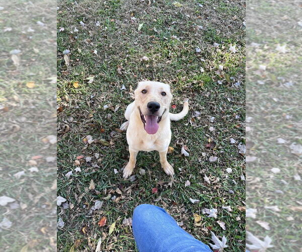 Medium Photo #6 Labrador Retriever-Unknown Mix Puppy For Sale in Osgood, IN, USA
