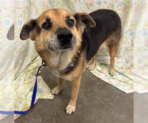 German Shepherd Dog-Unknown Mix Dogs for adoption in Rosenberg, TX, USA
