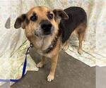RAYNA - Female German Shepherd Dog-Unknown Mix Dog for Adoption - Small photo