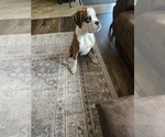 Small #1 Boxer
