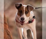 Small Photo #39 Pointer-Unknown Mix Puppy For Sale in Kanab, UT, USA