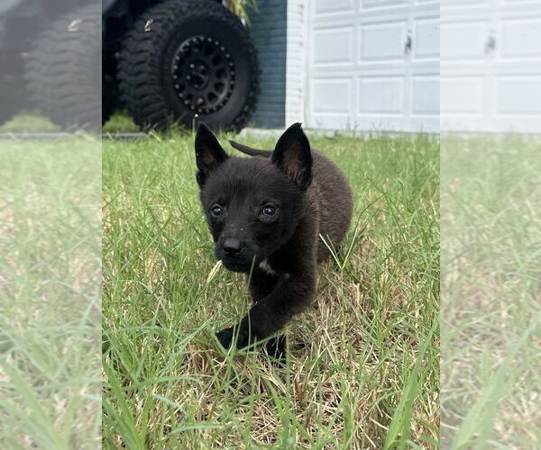 Medium Photo #3 Mutt Puppy For Sale in Imlay City, MI, USA