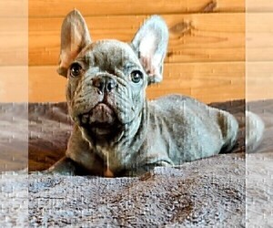 French Bulldog Puppy for sale in TAMPA, FL, USA