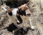 Small Photo #3 German Shorthaired Pointer Puppy For Sale in WOODLAND PARK, CO, USA