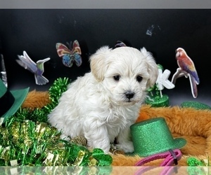 Maltipoo Puppy for sale in CASSVILLE, MO, USA
