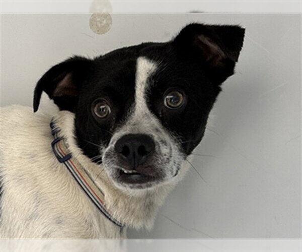 Medium Photo #1 Parson Russell Terrier Puppy For Sale in Augusta, GA, USA
