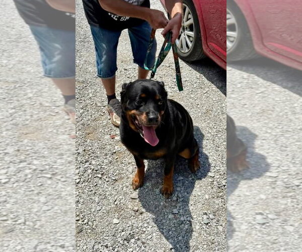 Medium Photo #1 Rottweiler Puppy For Sale in Sparta, TN, USA