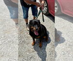 Gypsy - Female Rottweiler Dog for Adoption - Small photo
