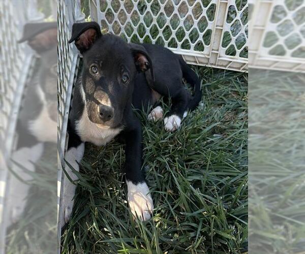 Medium Photo #1 German Shepherd Dog-Unknown Mix Puppy For Sale in Placerville, CA, USA