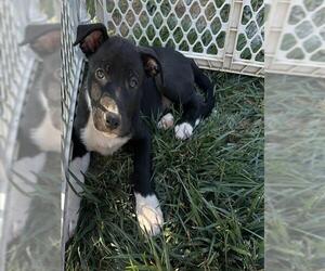German Shepherd Dog-Unknown Mix Dogs for adoption in Placerville, CA, USA